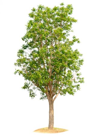 tree nature on white background of Isolatedの写真素材