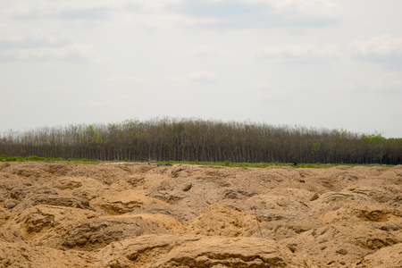 Rubber plantation and forest of Chanthaburi Thailandの写真素材