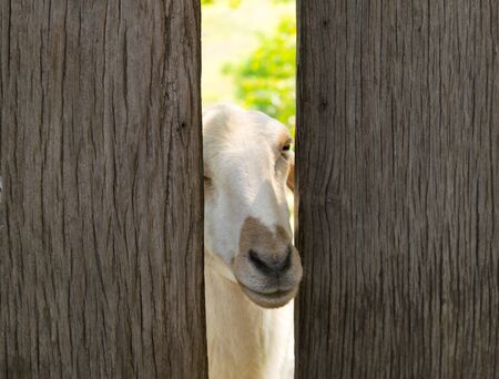 White sheep in sheep farming time.の写真素材