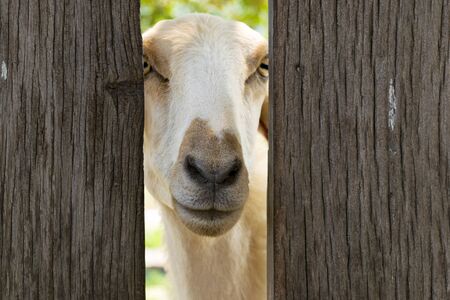 White sheep in sheep farming time.