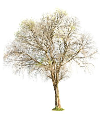 tree nature on white background of Isolatedの写真素材