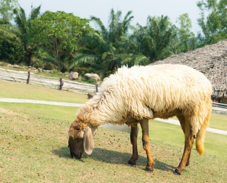 White sheep in sheep farming time.の写真素材