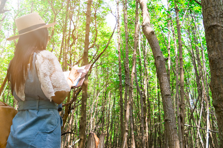 Lady travel Ecotourism Write down the information notebook in the wood Golden Meadow Prong thailand, Ecology concept Human hands holding big plant tree with on blurred sunset backgroundの写真素材