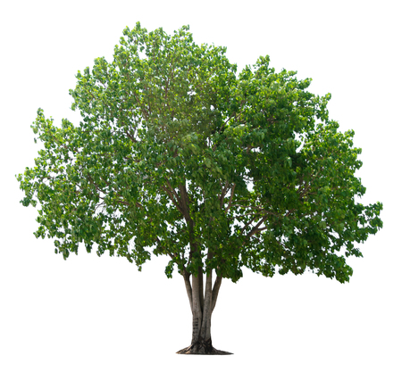 tree nature on white background of Isolatedの写真素材