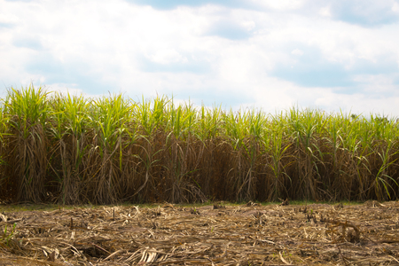 Sugarcane Used for sugarの写真素材