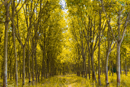 Rubber plantation and forest of Chanthaburi Thailandの写真素材