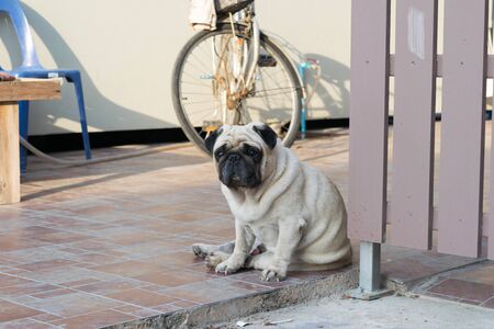 Pug Dogの写真素材