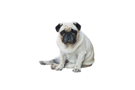 Pug Dog of clipping path selection pathの写真素材