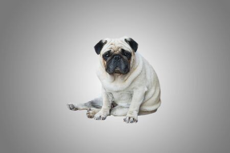 Pug Dogの写真素材
