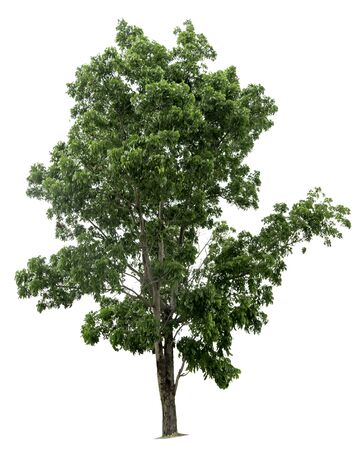 tree on white background of Isolatedの写真素材