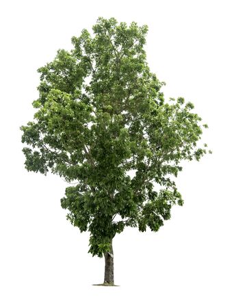 tree on white background of Isolatedの写真素材