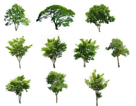 Collection trees of isolated on white backgroundの写真素材
