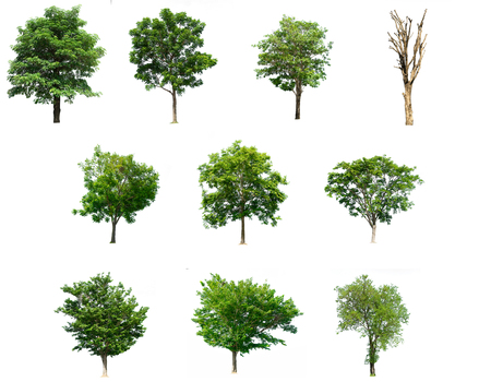 Collection trees of isolated on white backgroundの写真素材