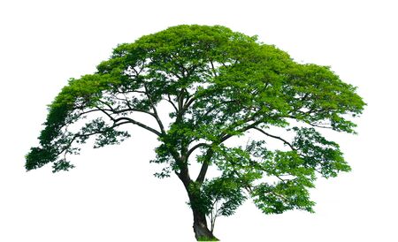 tree of Isolated on white backgroundの写真素材