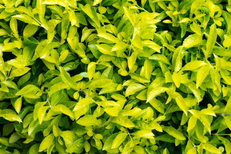 Leaves Green leaf pattern backgroundの写真素材