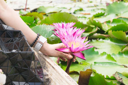 lotus flowers in the lakeの写真素材