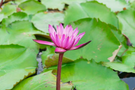 lotus flowers in the lakeの写真素材