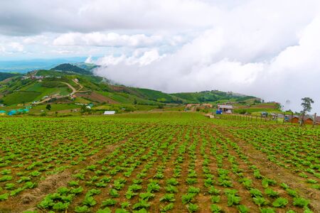 cabbage nature mountain sky and fog phu tubberk thailandの写真素材