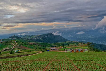 cabbage nature mountain sky and fog phu tubberk thailand