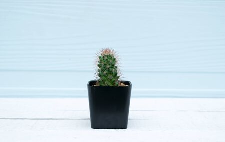 Cactus in pot on a wooden floor backgroundの写真素材