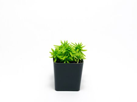 Cactus in pot on a white backgroundの写真素材