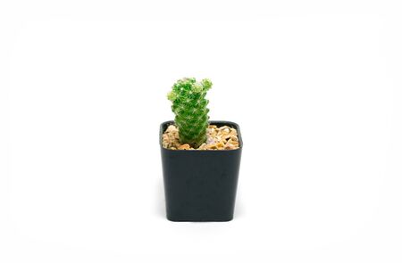 Cactus in pot on a white backgroundの写真素材