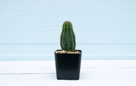 Cactus in pot on a wooden floor backgroundの写真素材