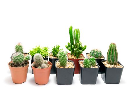 Cactus in pot on a white backgroundの写真素材