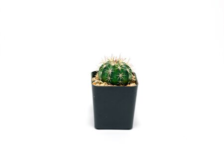 Cactus in pot on a white backgroundの写真素材