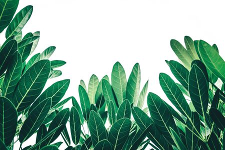 Natural leaves green leaf pattern on the surfaceの写真素材