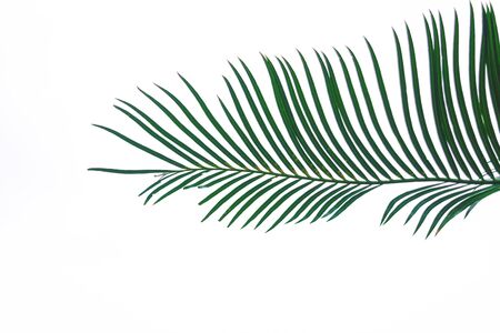 Natural leaves green leaf pattern on the surfaceの写真素材