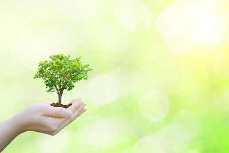 Ecology concept human hands holding big plant tree with on blurred sunset background world environmentの写真素材
