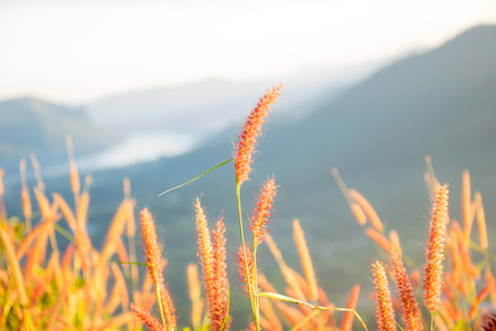 Grass and sunshineの写真素材