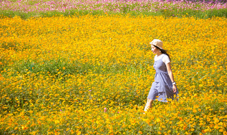 Woman asia walking in the flower field cosmos and sunshineの写真素材