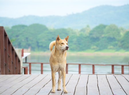 Brown dog standing on wooden floorの写真素材