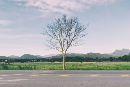Street and trees the way mountainous backgroundの写真素材