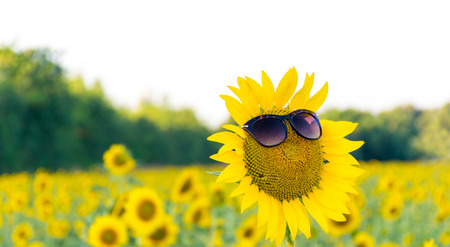 sunflower and sunglasses background is sky.の写真素材