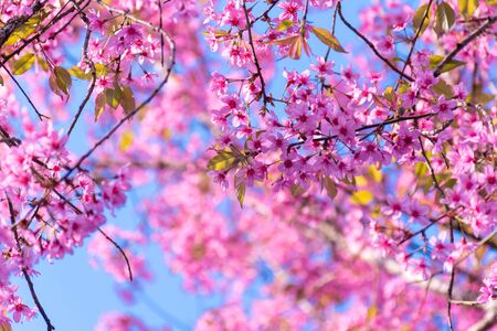 Beautiful of pink cherry flowers Pink Sakura Thailand Loei Province Phu Lomの写真素材