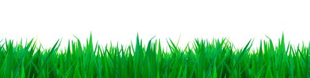 Green grass white background textures clipping path and selection pathの写真素材