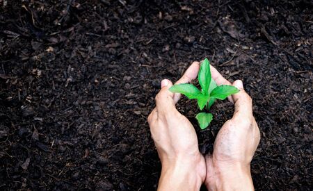 Ecology concept hands holding plant a tree sapling with on ground world environment day