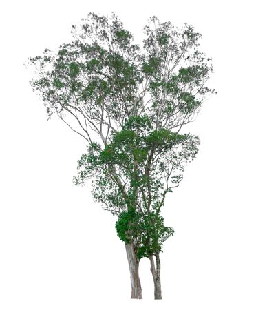 tree of Isolated on white backgroundの写真素材