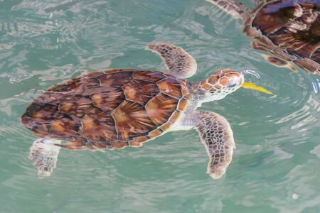 Green turtle Chelonia mydas In the pondの写真素材