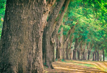 Trees and forests with refreshing nature