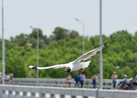Bird Seagull fly at Bangpoo Resort Samutprakarn Thailandの写真素材