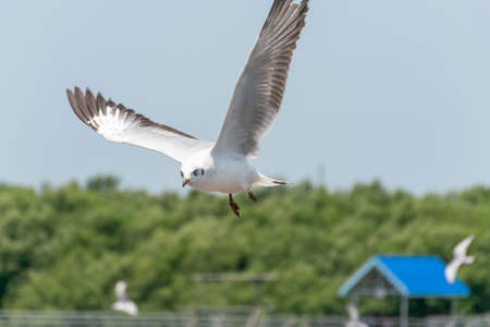 Bird Seagull fly at Bangpoo Resort Samutprakarn Thailandの写真素材