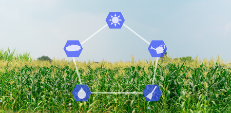 Corn farm to plant and the sky is bright technology icon photosynthesisの写真素材