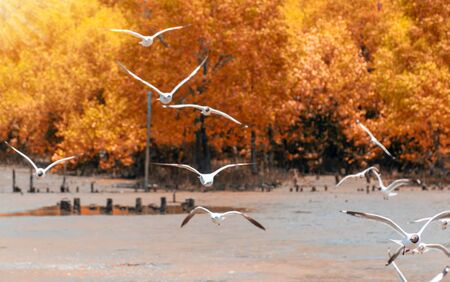 Bird Seagull fly at Samutprakarn Thailandの写真素材
