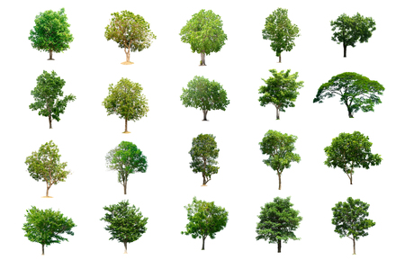 Collection of Isolated Trees on white backgroundの写真素材