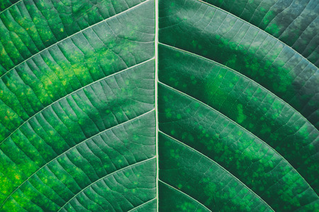 Pattern on green leaf of background a vintageの写真素材