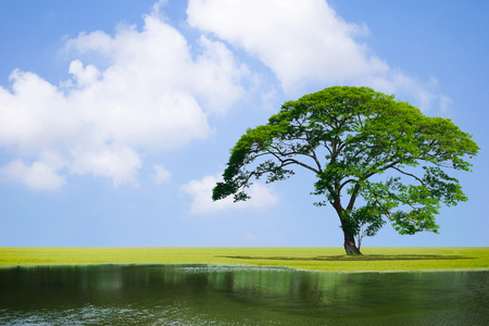 Big tree in the garden and river pond the sky good environmentの写真素材